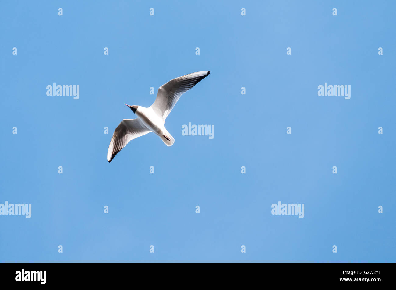 Seagull blue sky Stock Photo