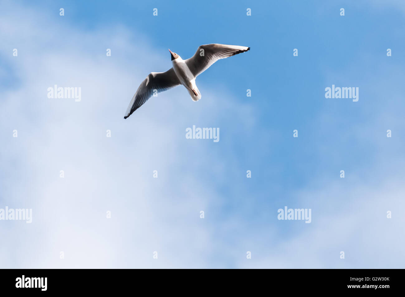 Seagull cloud blue sky Stock Photo
