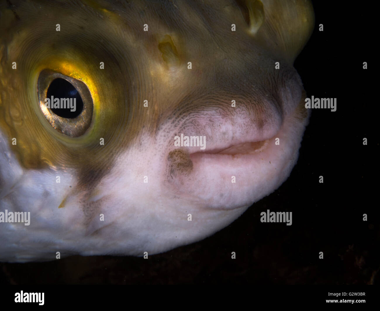 Blare Fish Blairgowrie pier hi-res stock photography and images - Alamy