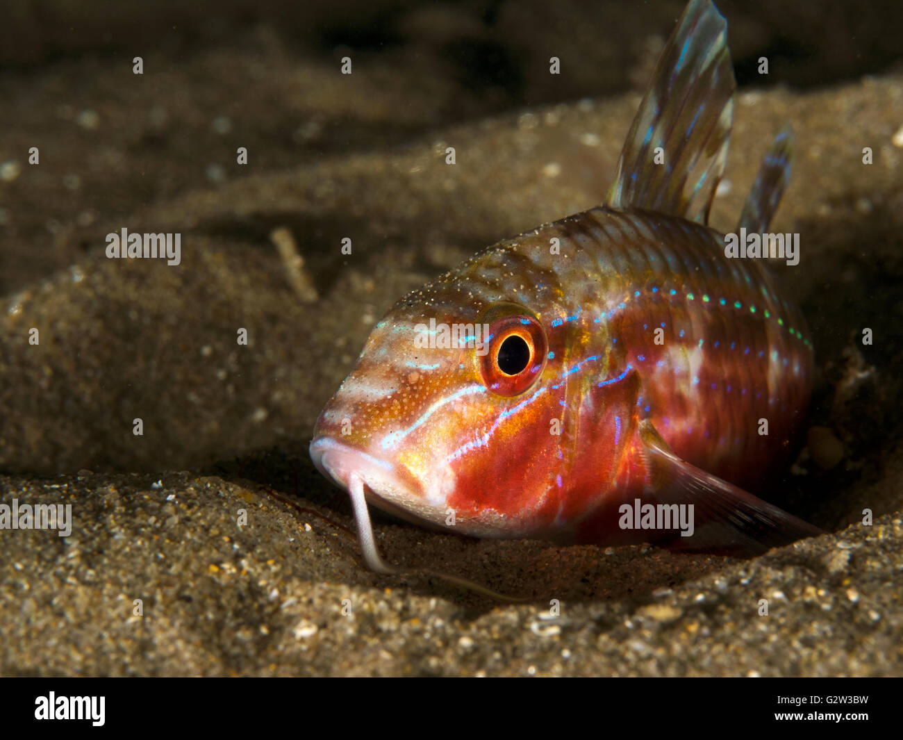goatfish natural habitat macro Blairgowrie pier Stock Photo