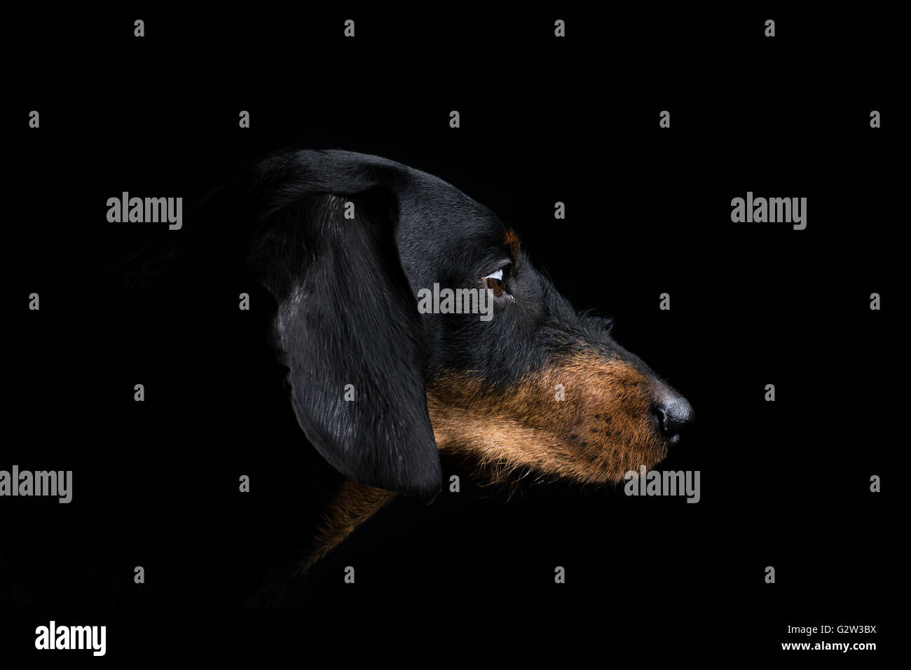 Studio portrait dachshund side Stock Photo