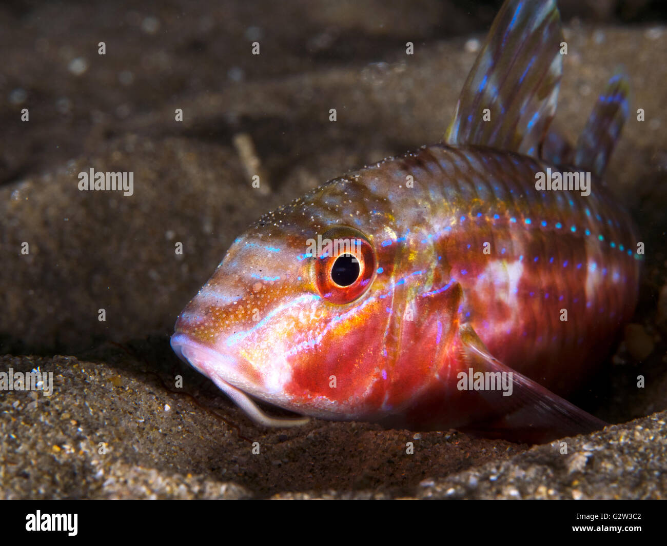 goatfish natural habitat macro Blairgowrie pier Stock Photo