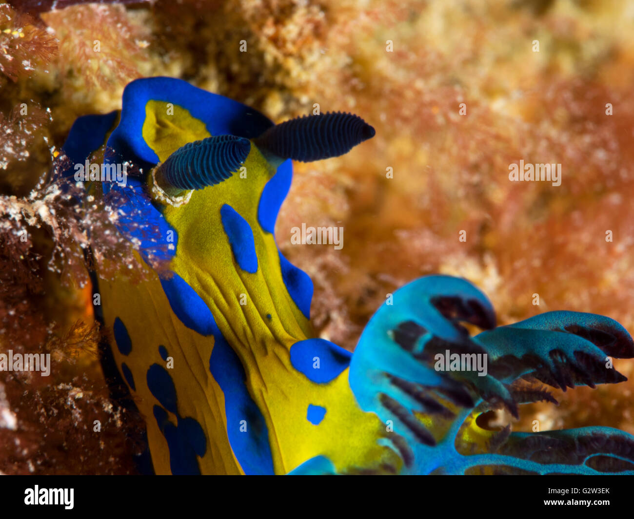 Nudibranch sea slug Blue and Yellow Tambja verconis macro Blairgowrie pier Stock Photo
