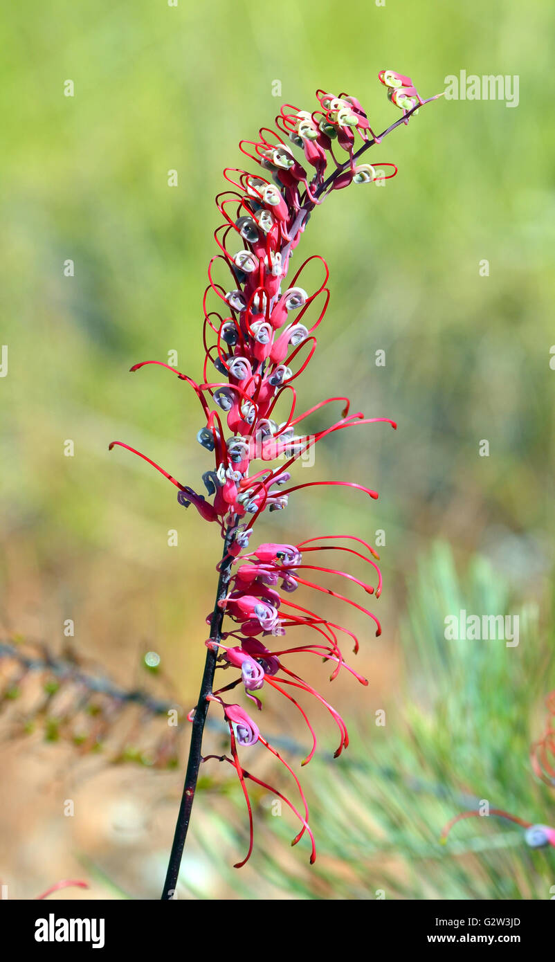 Curled pink and purple flowers of the Australian Grevillea (spider flower) in outback Australia Stock Photo