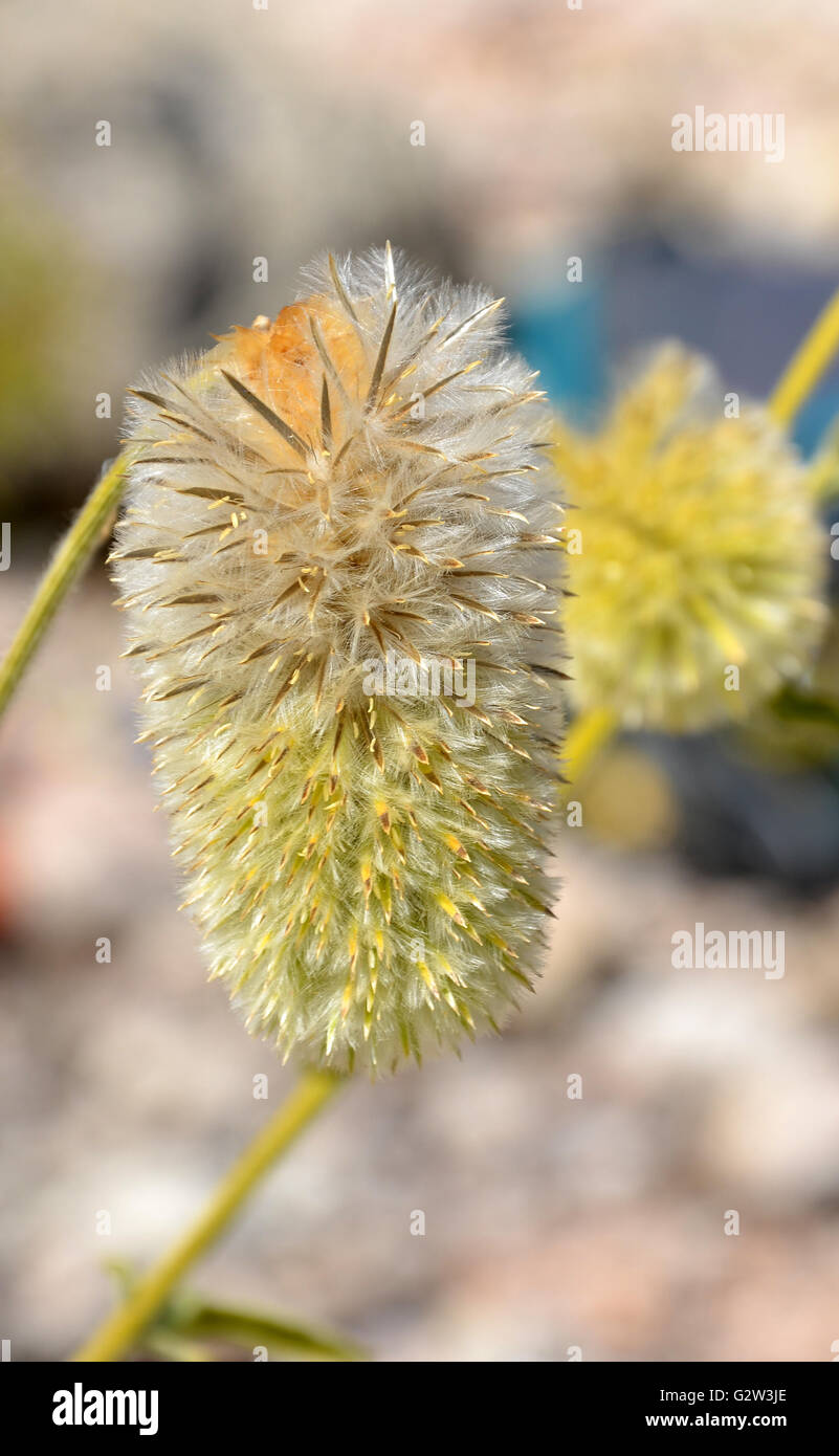 Fluffy flower and seeds of the Australian native Featherhead grass (Ptilotus macrocephalus) in outback Australia Stock Photo