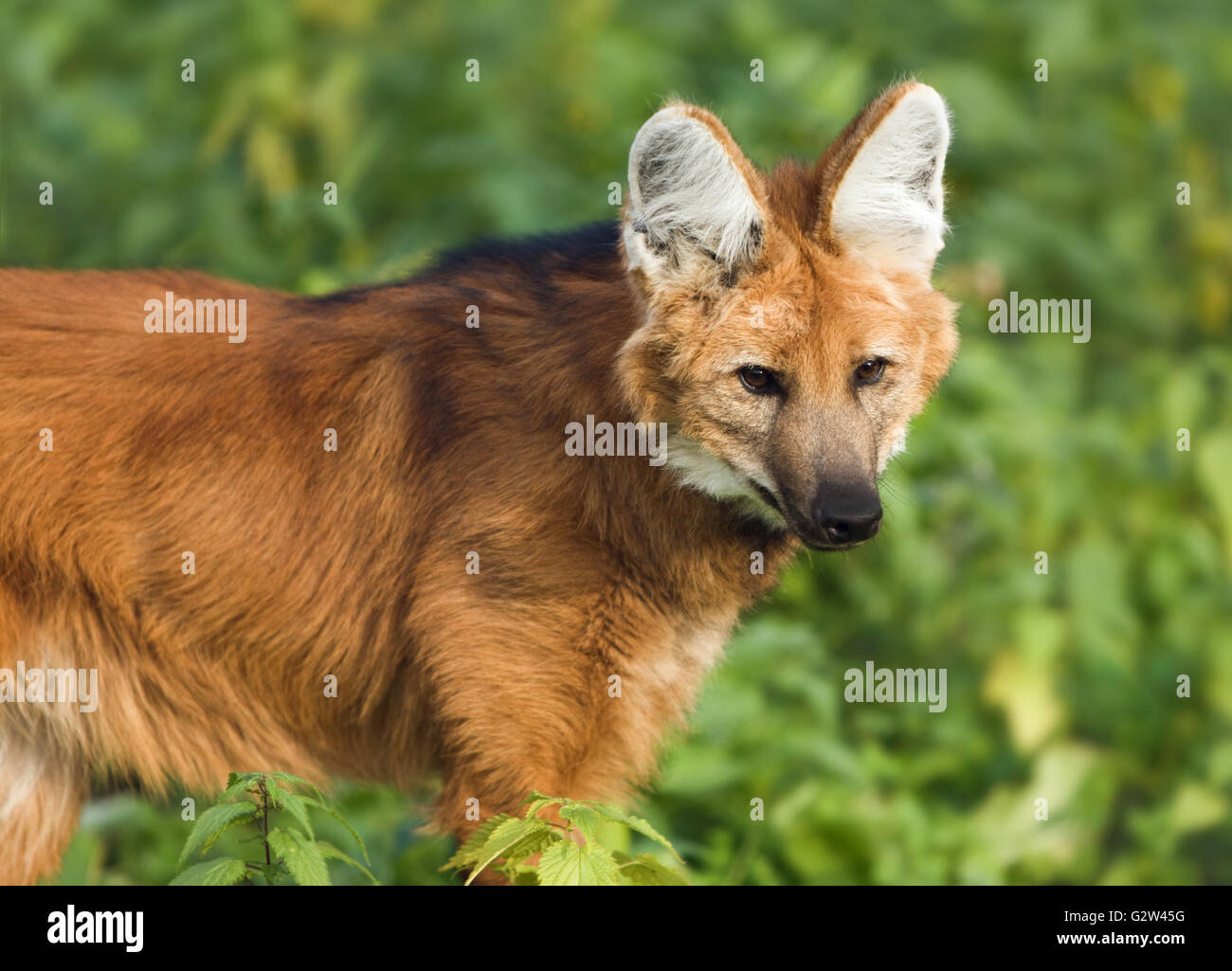 Red maned wolf in the wild Stock Photo Alamy