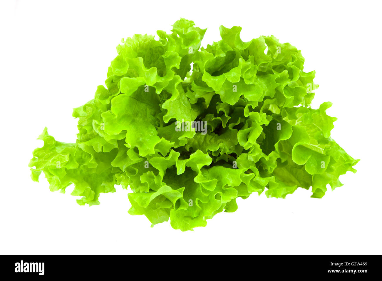 Bundle of lettuce Stock Photo Alamy