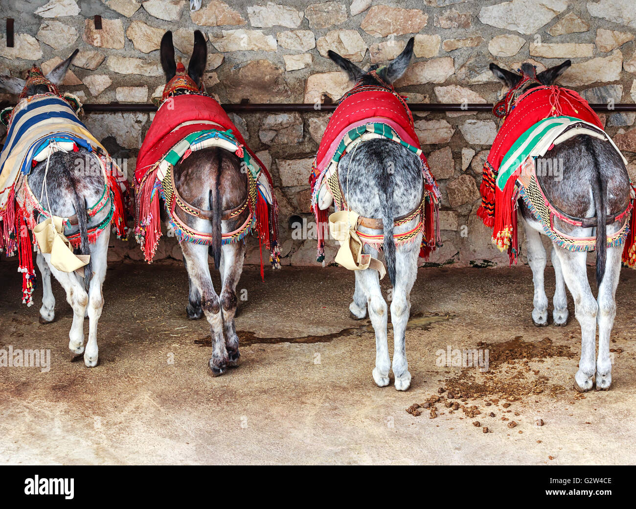 Colorful decorated donkey (called Burro-taxi) in resting place in Mijas near Malaga, Spain Stock Photo
