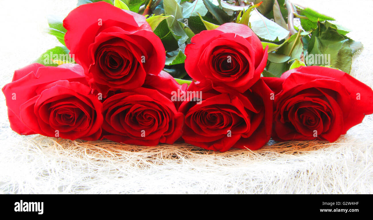 Rose marry plant hi-res stock photography and images - Alamy