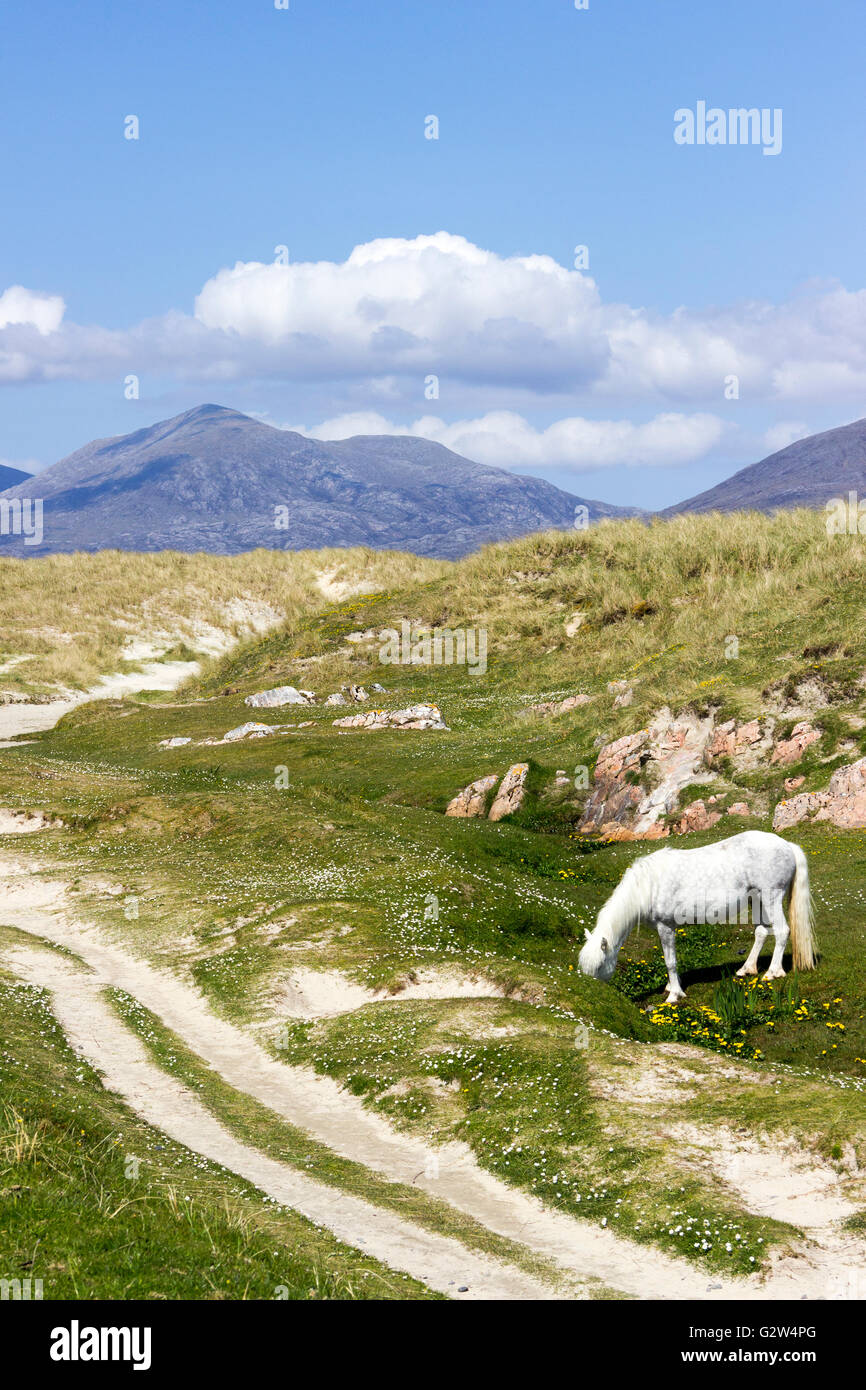 White Horse at Luskentyre beach Isle of Harris Western Isles Outer Hebrides Scotland United Kingdom. Stock Photo