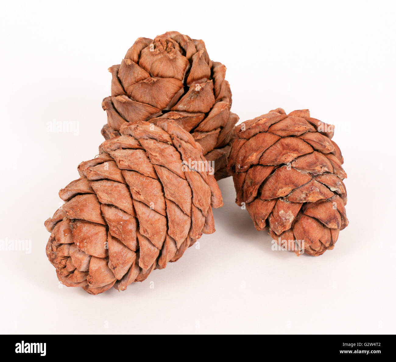 Pine cones on a white background Stock Photo - Alamy