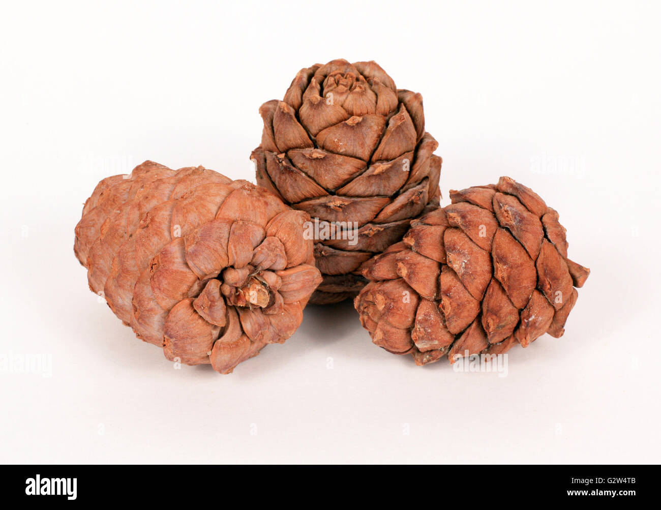 Pine cones on a white background Stock Photo - Alamy