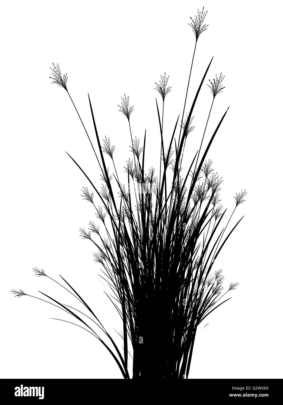 Field grass on a white background isolated Stock Photo - Alamy