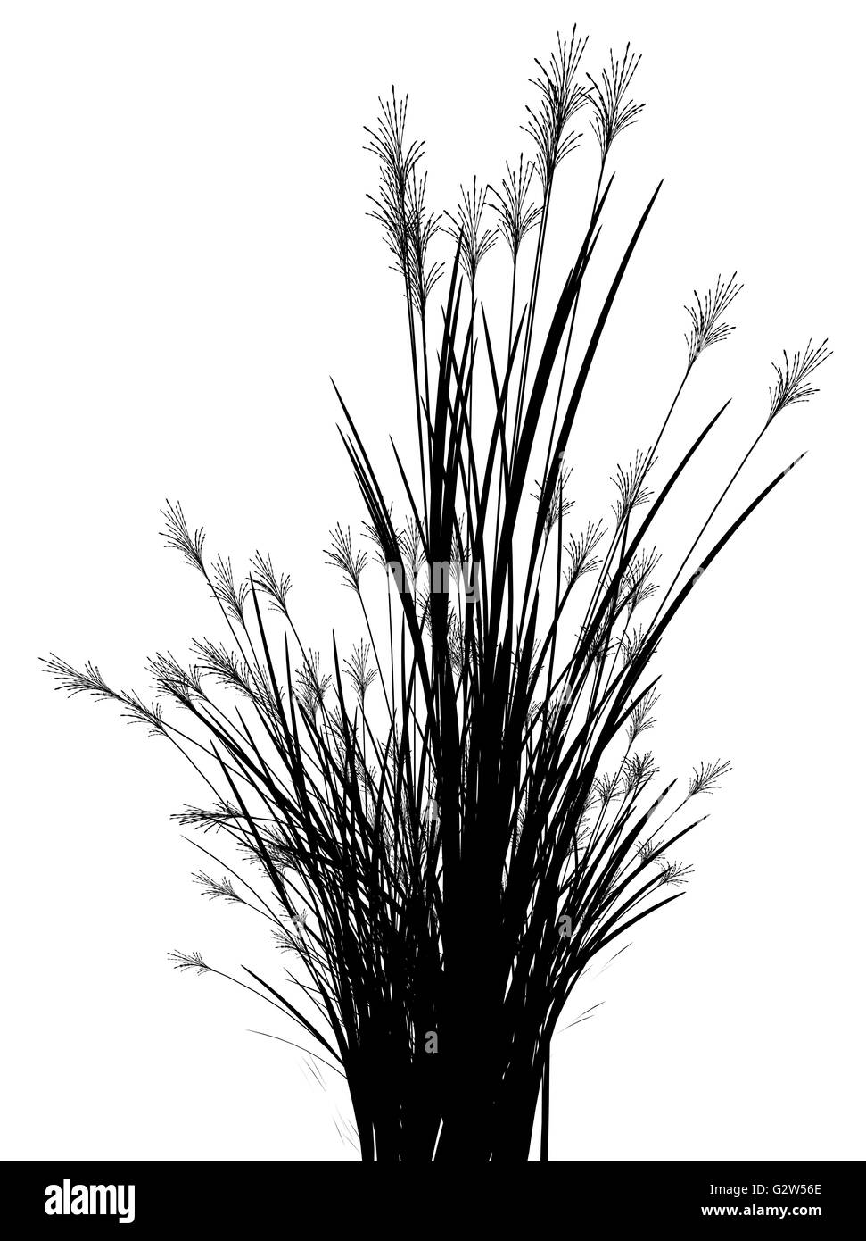 Grass garden background Black and White Stock Photos & Images - Alamy