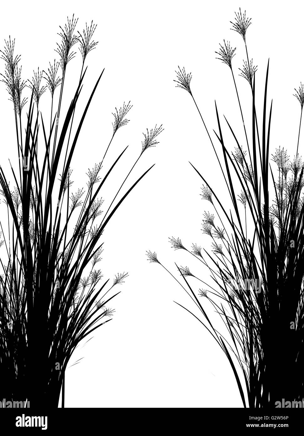 Field grass on a white background isolated Stock Photo - Alamy