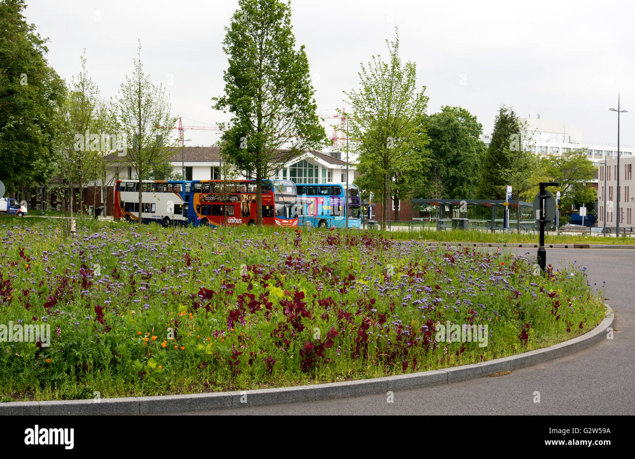 Roundabout Planted With Flowers Warwick University Uk Stock Photo Alamy