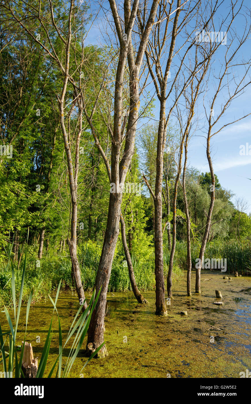 European ash trees in a swamp near the forest Stock Photo Alamy
