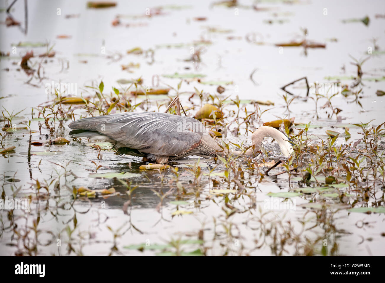 Great Blue Heron hunting for food in a swamp Stock Photo