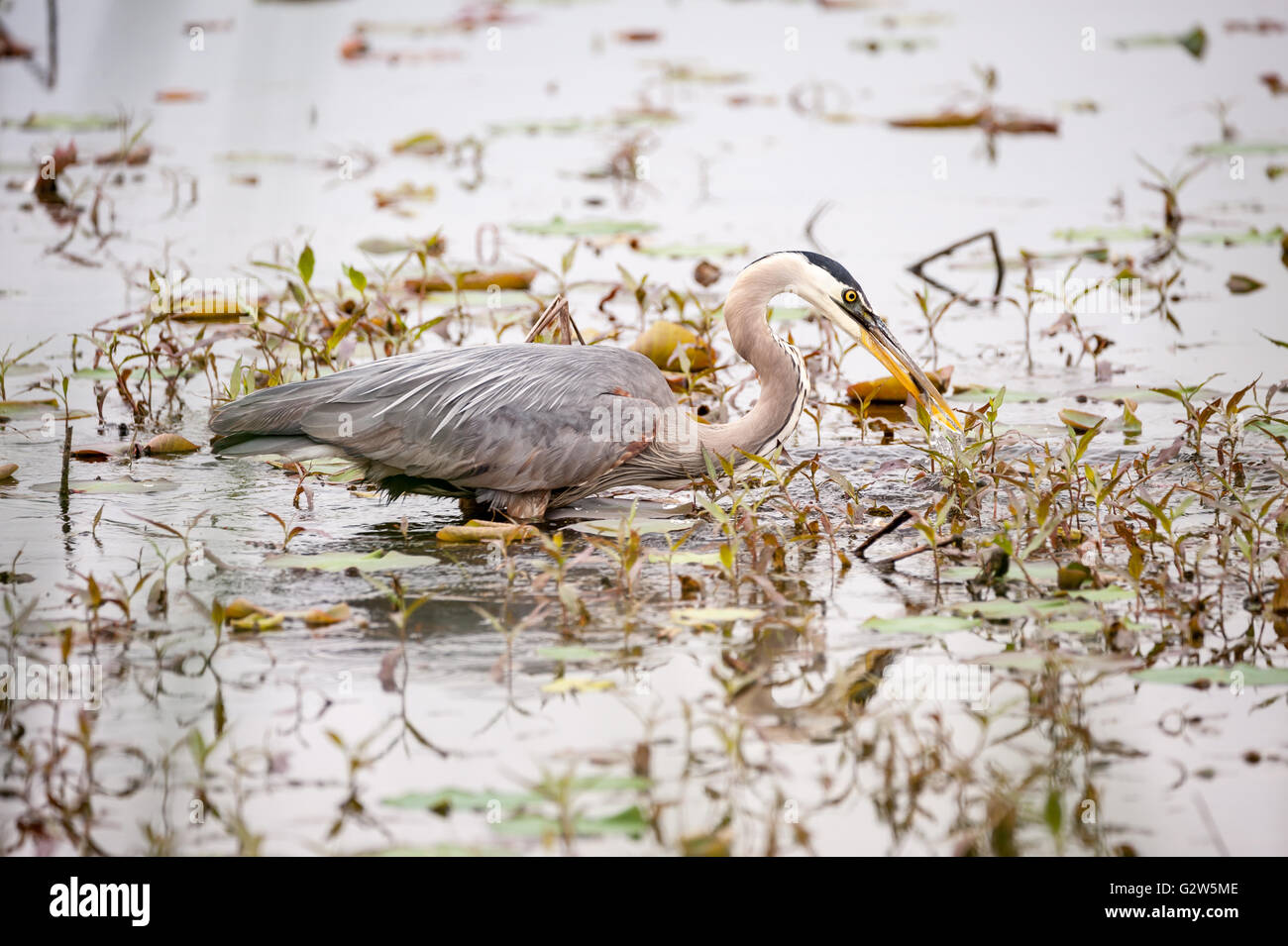 Great Blue Heron hunting for food in a swamp Stock Photo