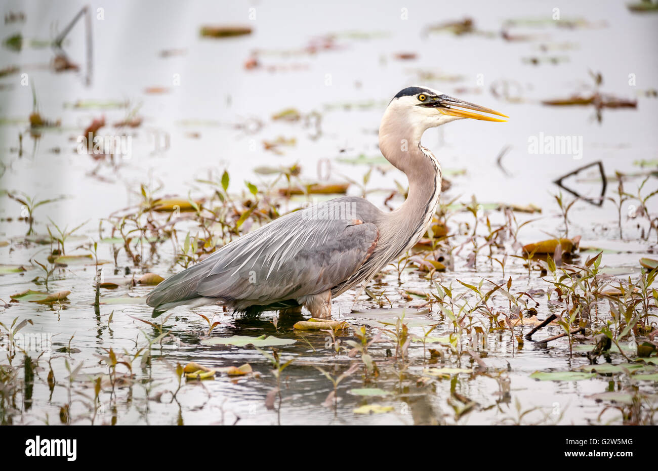 Great Blue Heron hunting for food Stock Photo