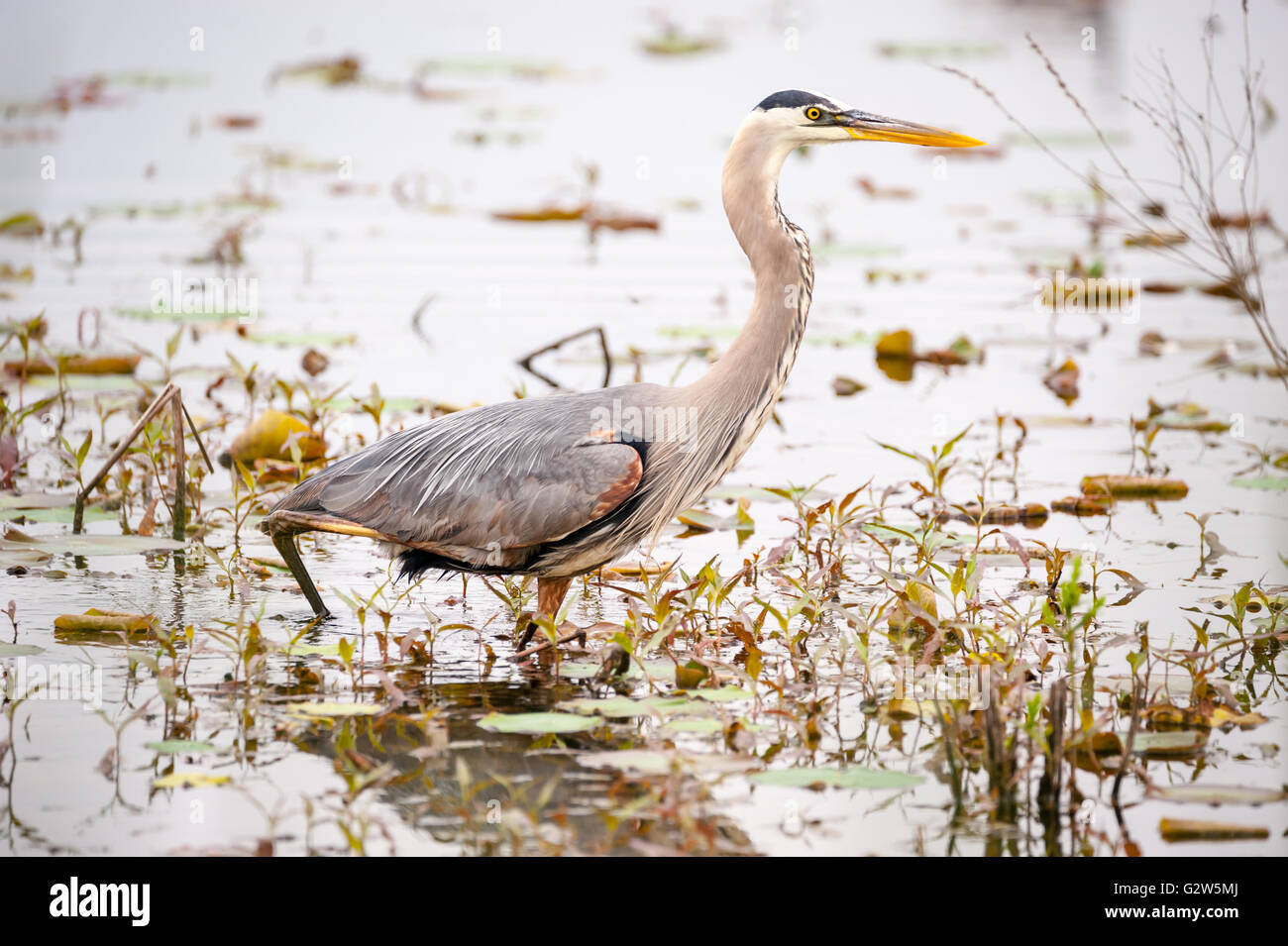 Great Blue Heron hunting for food Stock Photo