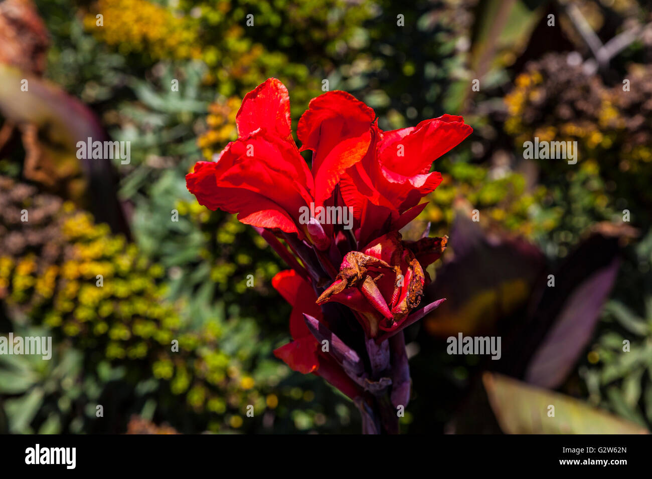 A Red Canna Lily at the Emeryville California Marina Stock Photo