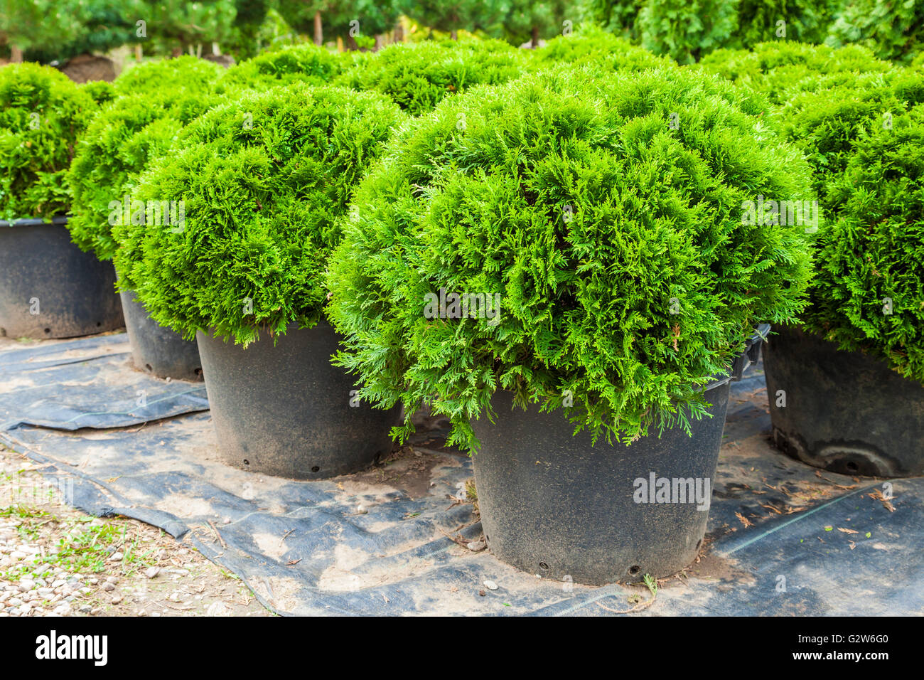 Evergreen cypresses plants in pots on tree farm Stock Photo