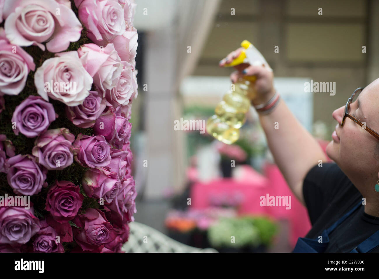 Rhs Rosa Helen Helen rose designer hi-res stock photography and images - Alamy