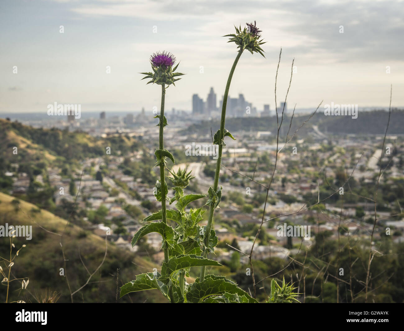 Los Angeles, California, USA. 10th Apr, 2016. A view from a hillside in Ernest E. Debs Regional
