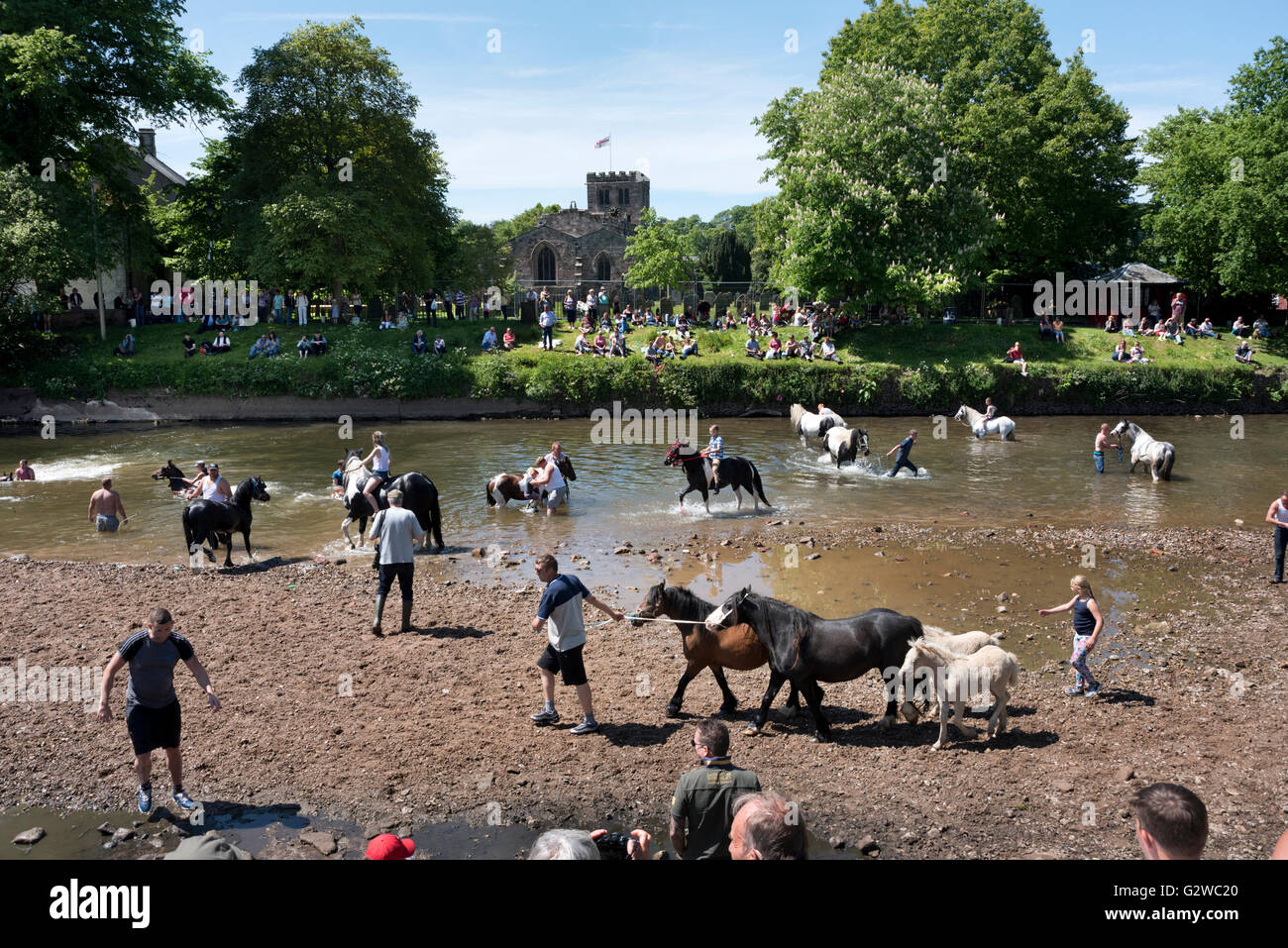 The traditional horse wash in the River Eden at Appleby Horse Fair, Cumbria, UK, 3rd June 2016 Stock Photo