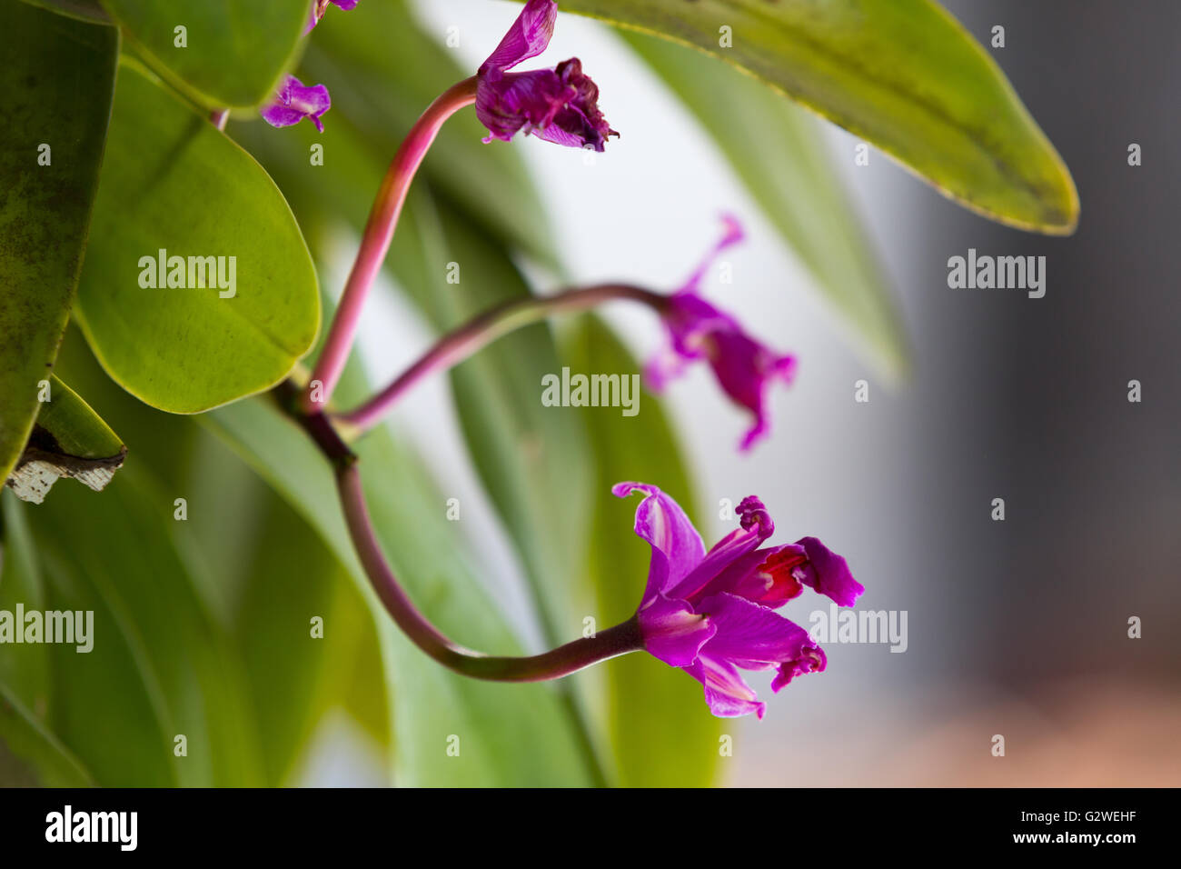 Asuncion, Paraguay. 3rd Jun, 2016. Red in pink, purple Cattleya orchid flower blooms, seen during sunny day in Asuncion, Paraguay. Credit: Andre M. Chang/Alamy Live News Stock Photo