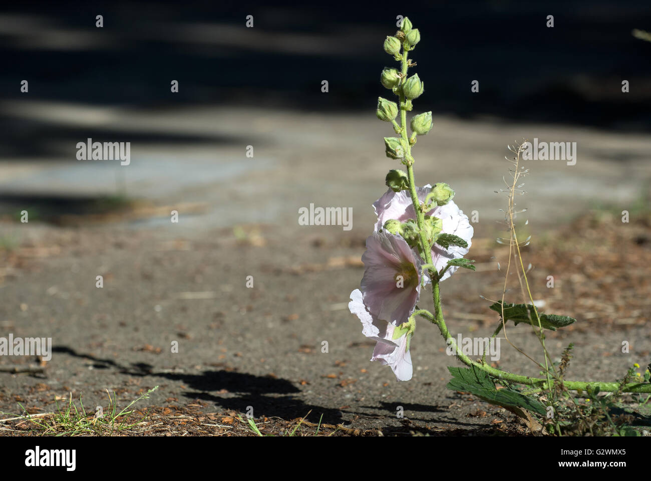 Berlin, Germany, blossoms of a plant on the roadside Stock Photo