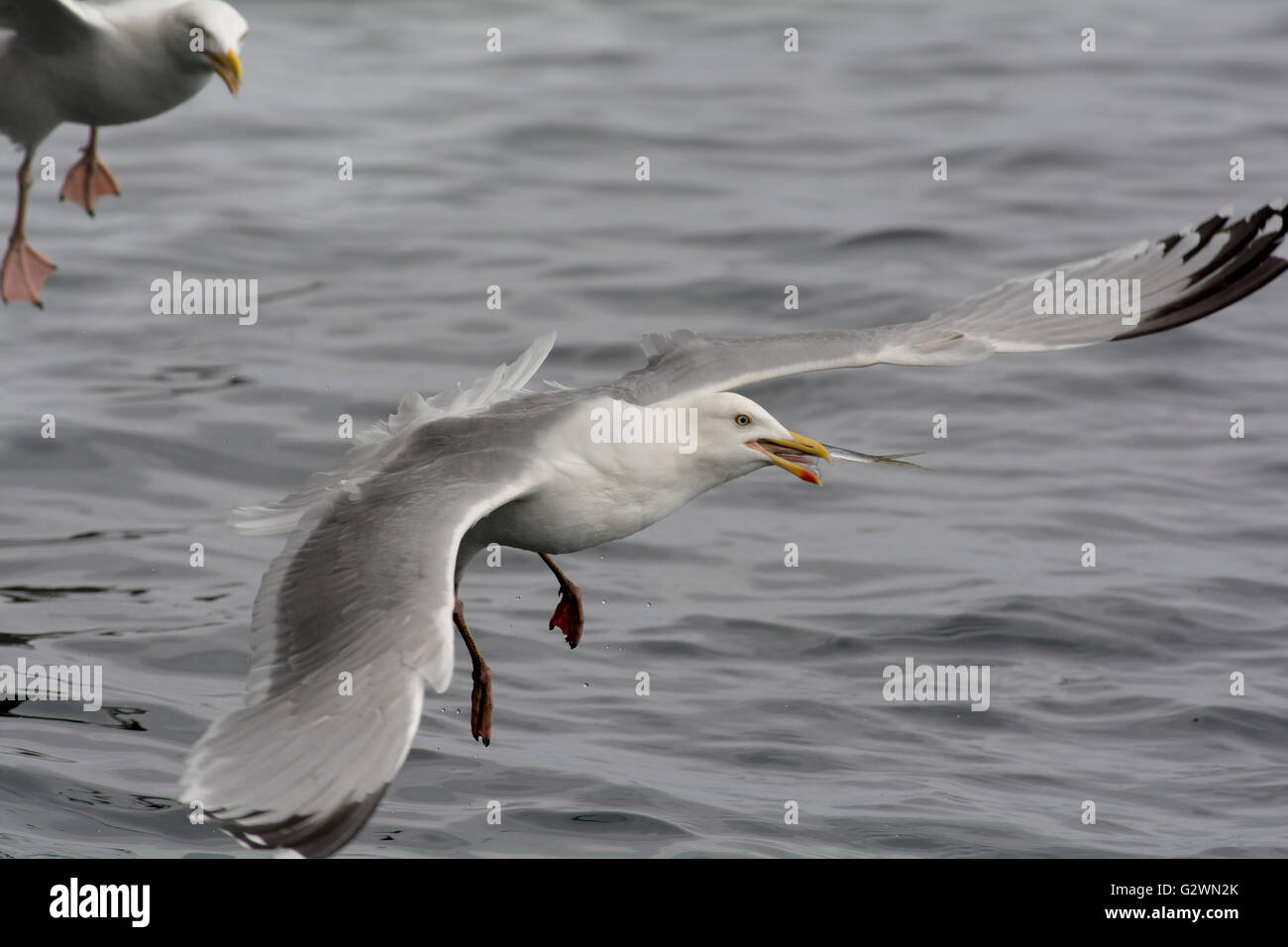 Herring gull taking flight after catching a fish in the sea and being chased by another gull Stock Photo