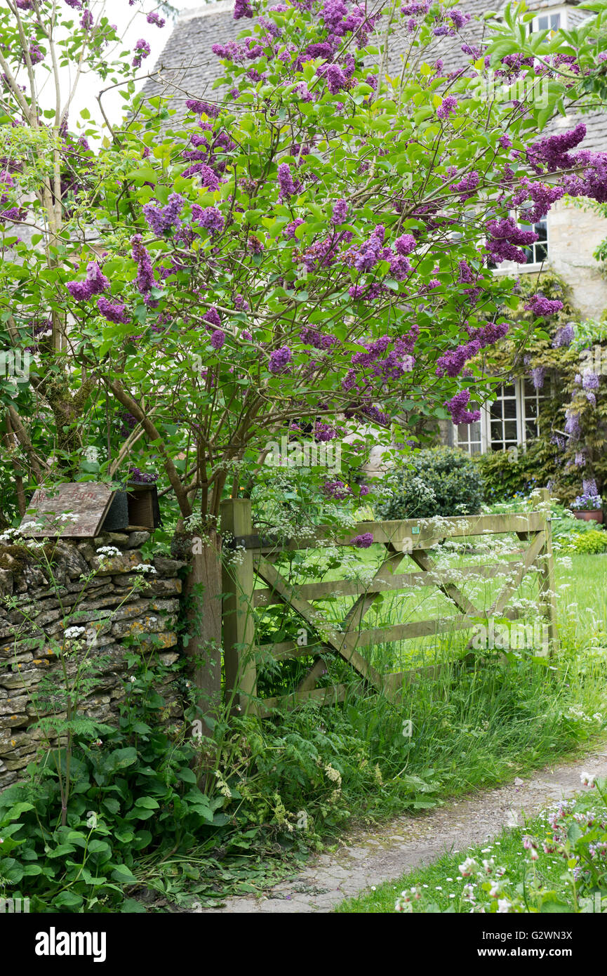 Lilac tree and wooden gate in front of a cottage in Ablington. Cotswolds, Gloucestershire, England Stock Photo