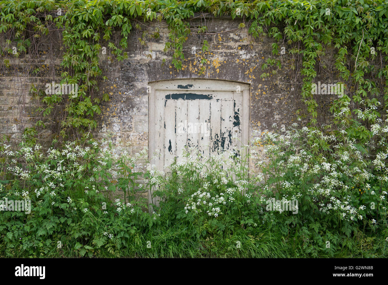 Wooden garden door within a wall surrounded by plants. Cotswolds