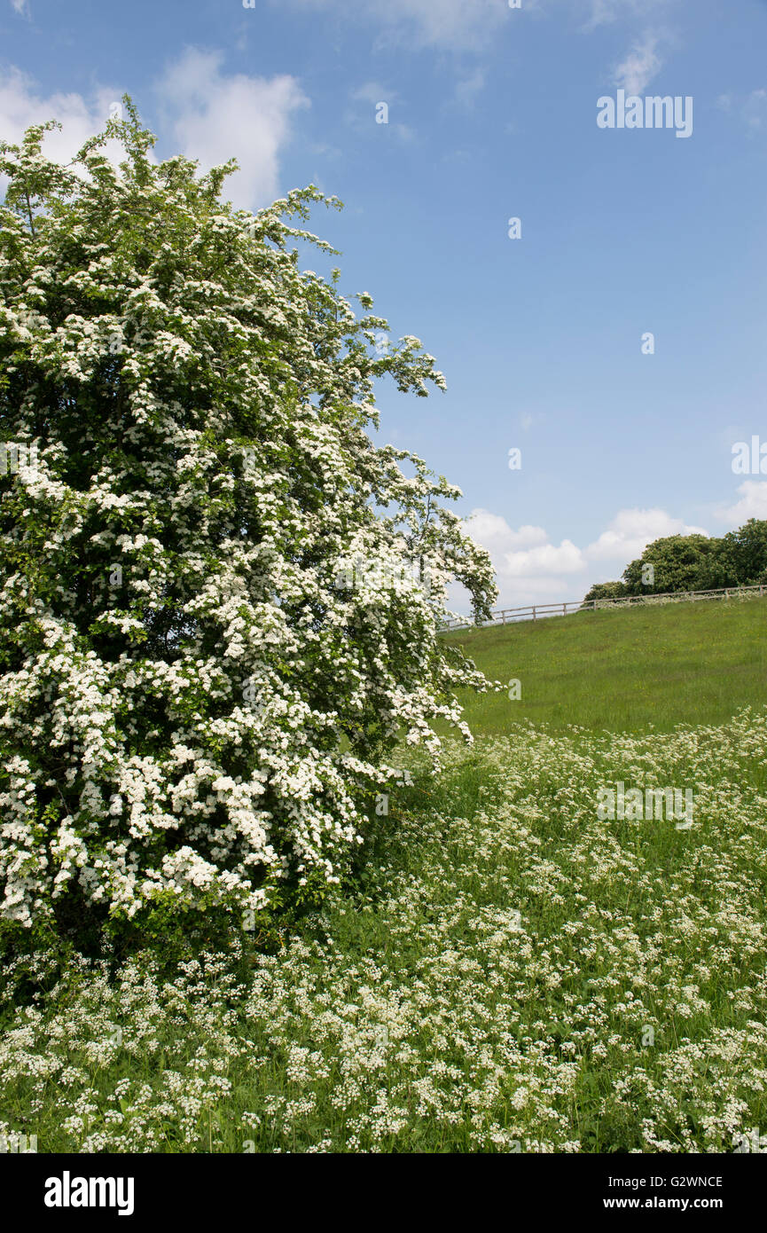 Crataegus monogyna and Anthriscus sylvestris. Hawthorn and Cow parsley flowering in the Countryside. Oxfordshire, England Stock Photo