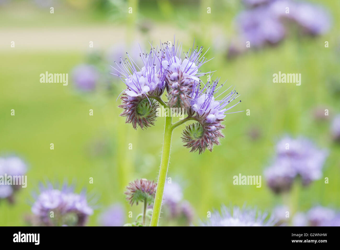 Phacelia Tanacetifolia. Fiddleneck Stock Photo - Alamy