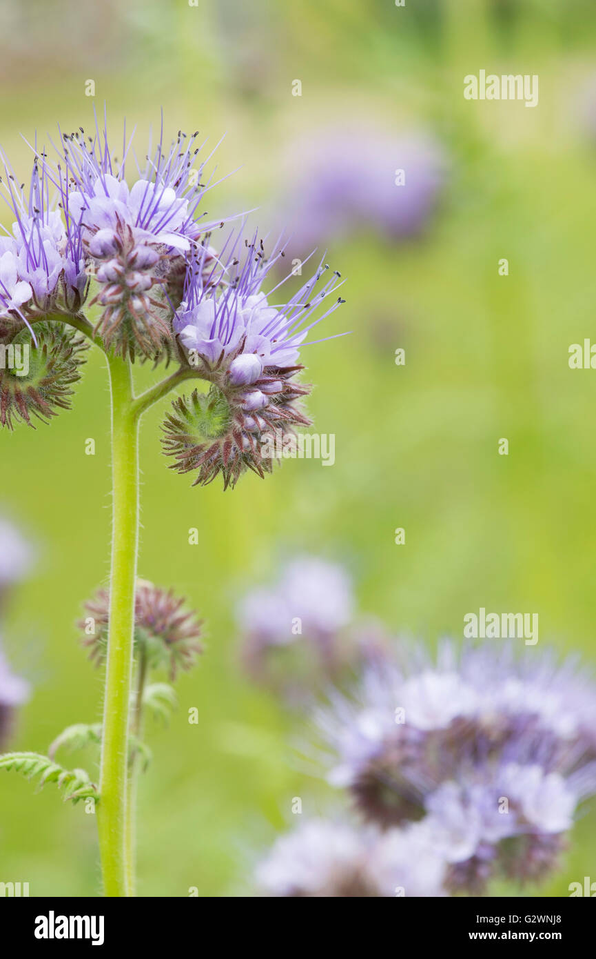 Phacelia tanacetifolia hi-res stock photography and images - Alamy