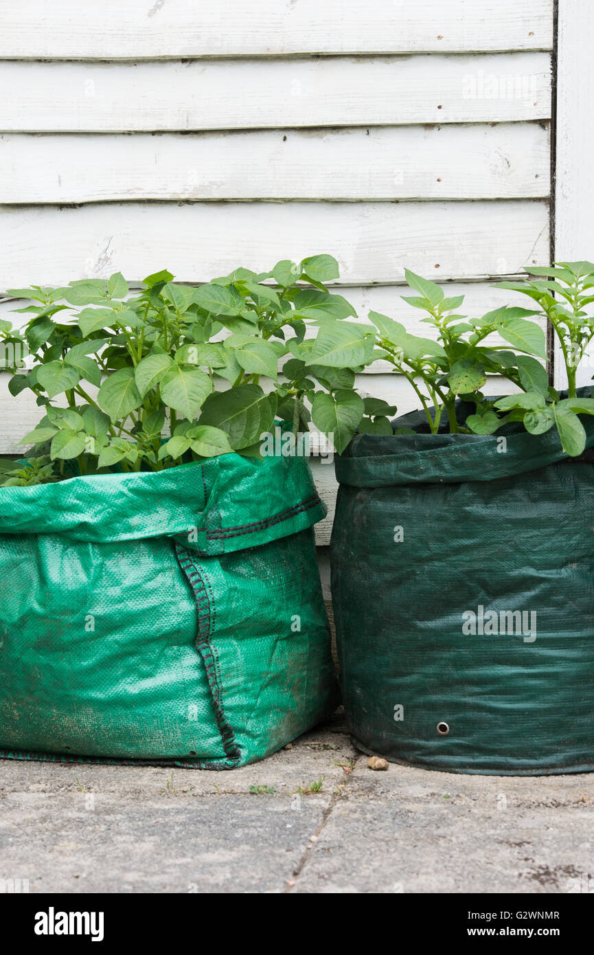 Solanum tuberosum. Growing Potatoes in sacks. uK Stock Photo