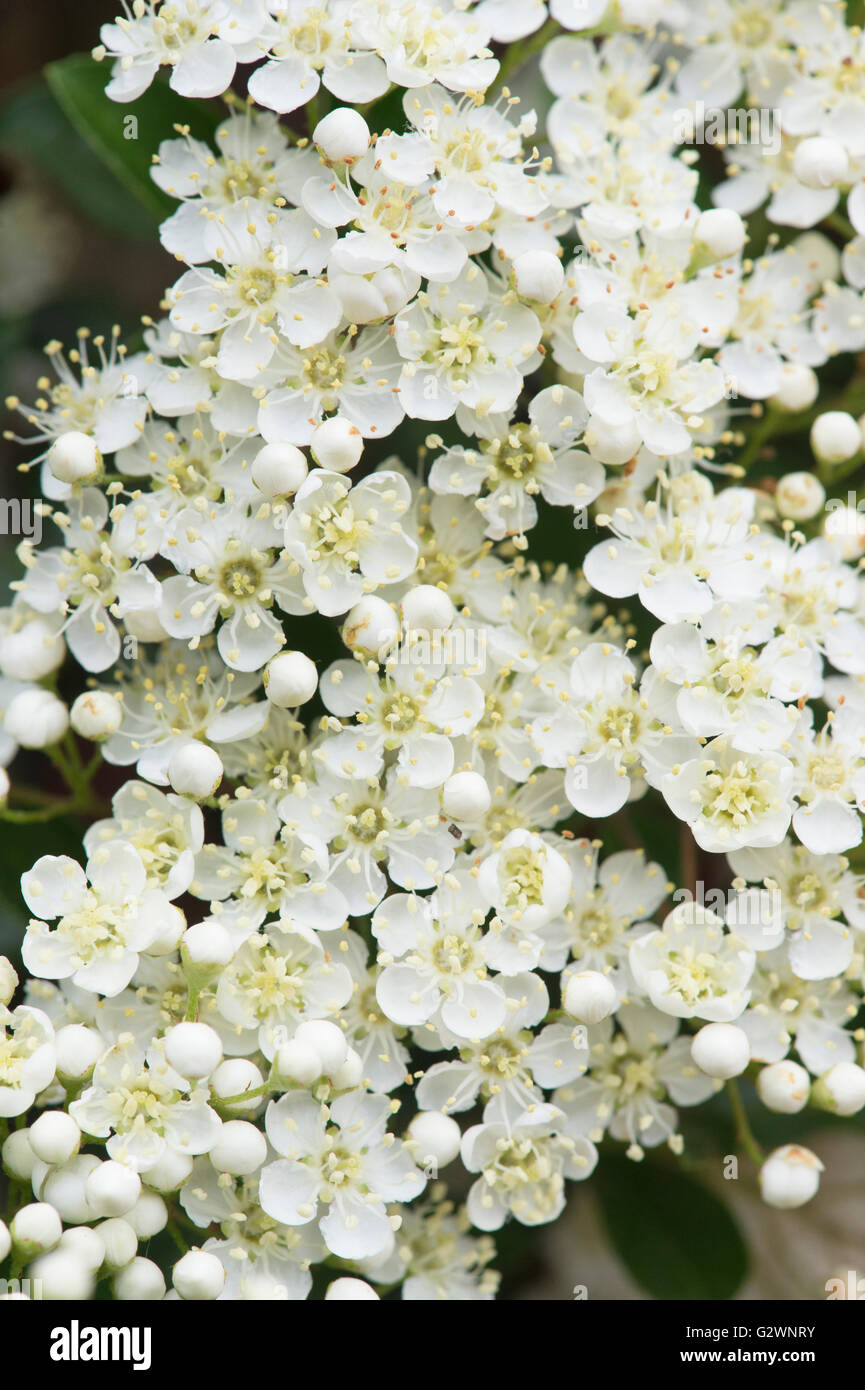 Pyracantha soleil d'or. Firethorn shrub blossom in spring Stock Photo