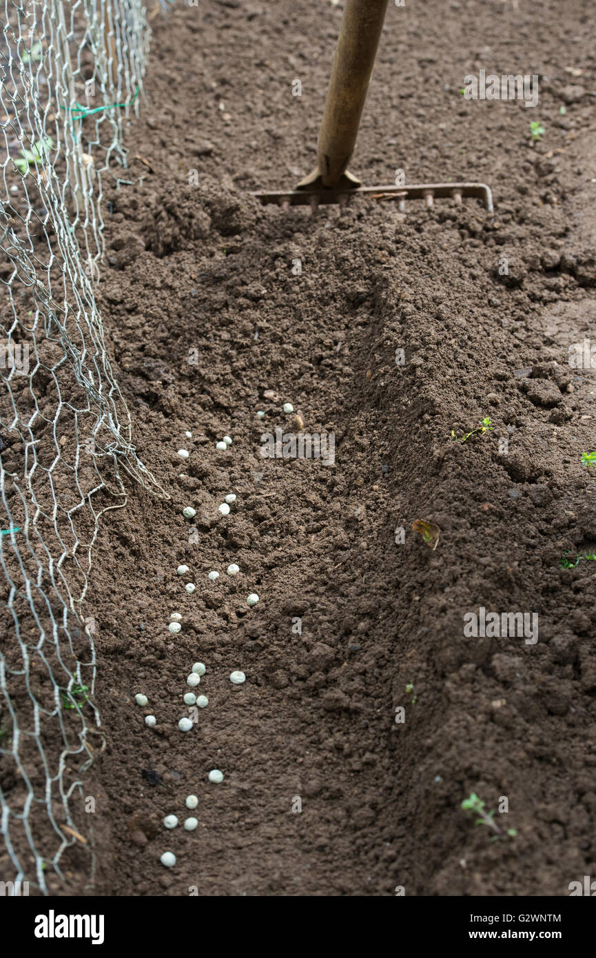 Planting Mangetout seeds in a vegetable garden trench. UK Stock Photo