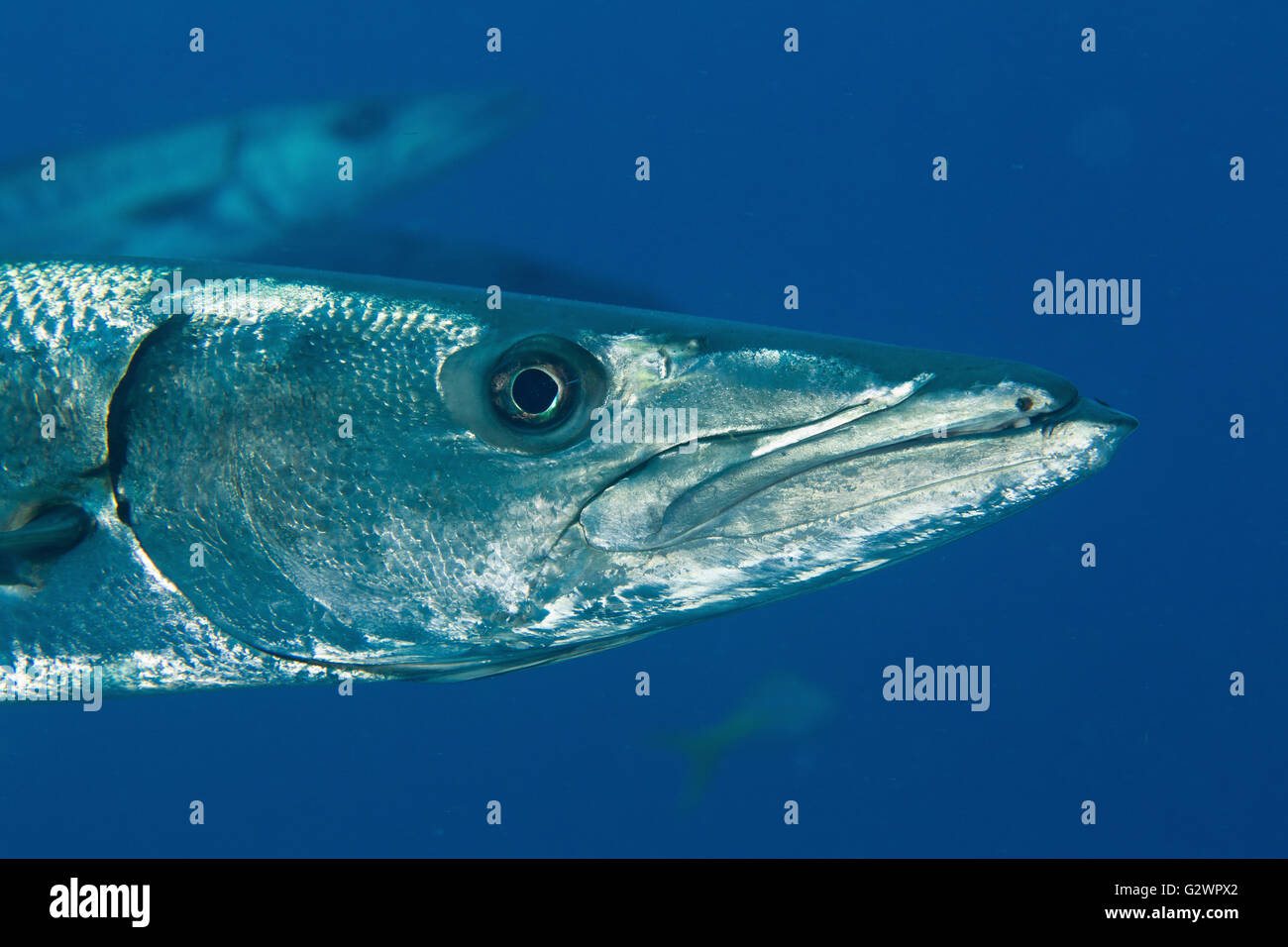 Close-up of a Great barracuda (Sphyraena barracuda), Key Largo, Florida. Stock Photo