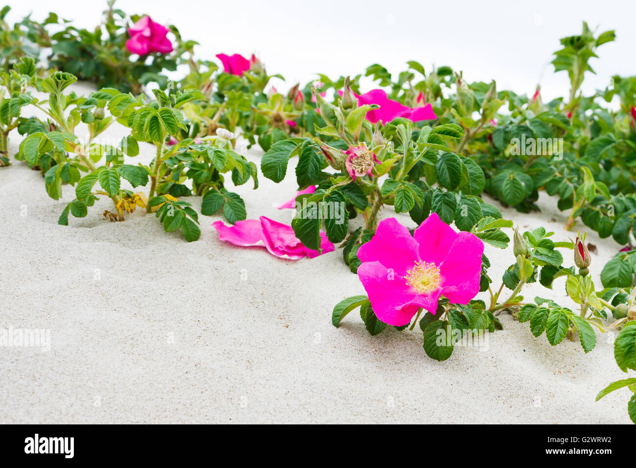 Blooming Rosa Rugosa ( Japanese rose, Ramanas rose) on sandy coastal dune. Baltic Sea Coast Stock Photo