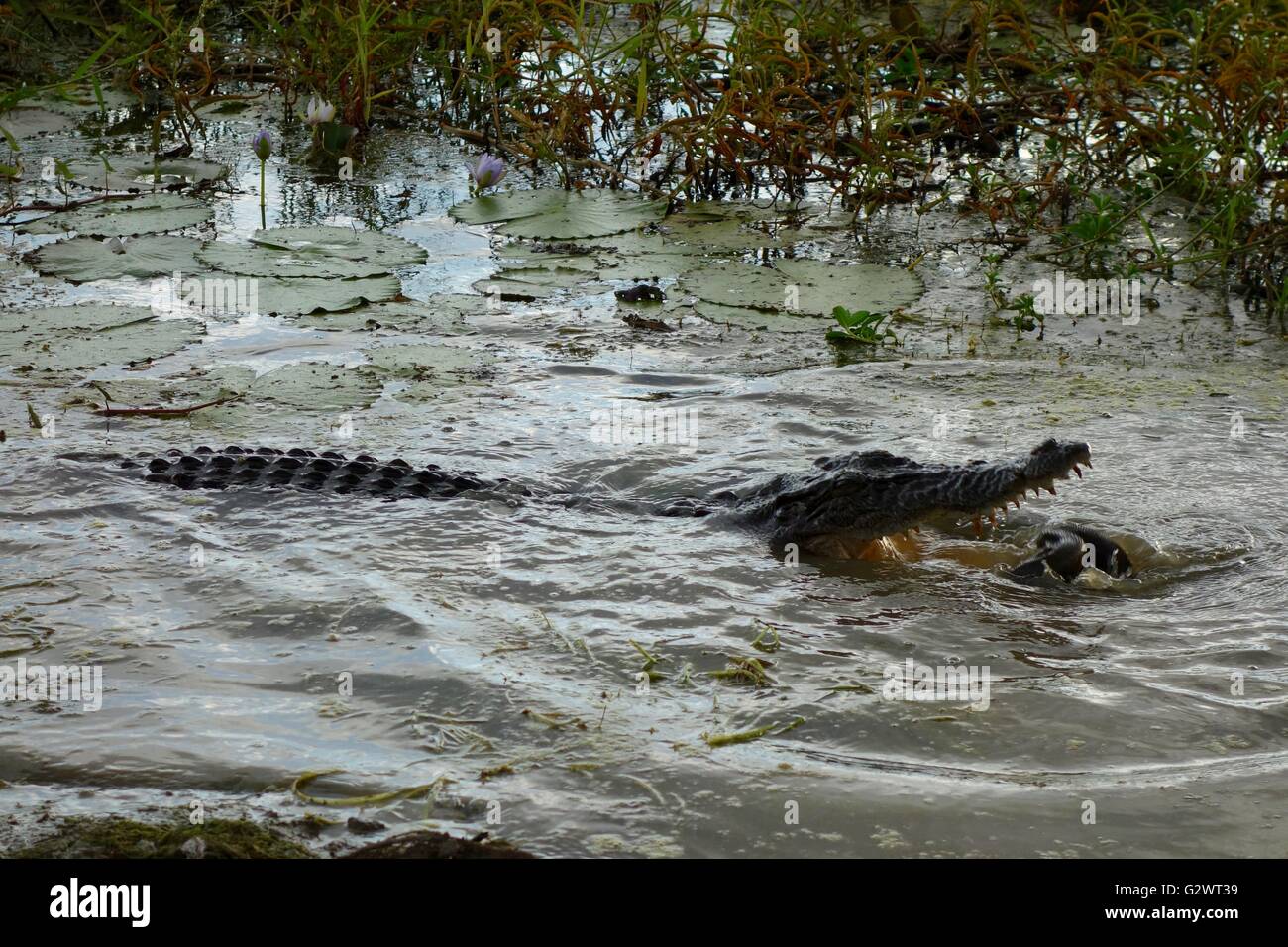 A saltwater crocodile (Crocodylus porosus) eating an olive python snake in West Arnhem Land, Northern Territory, Australia Stock Photo