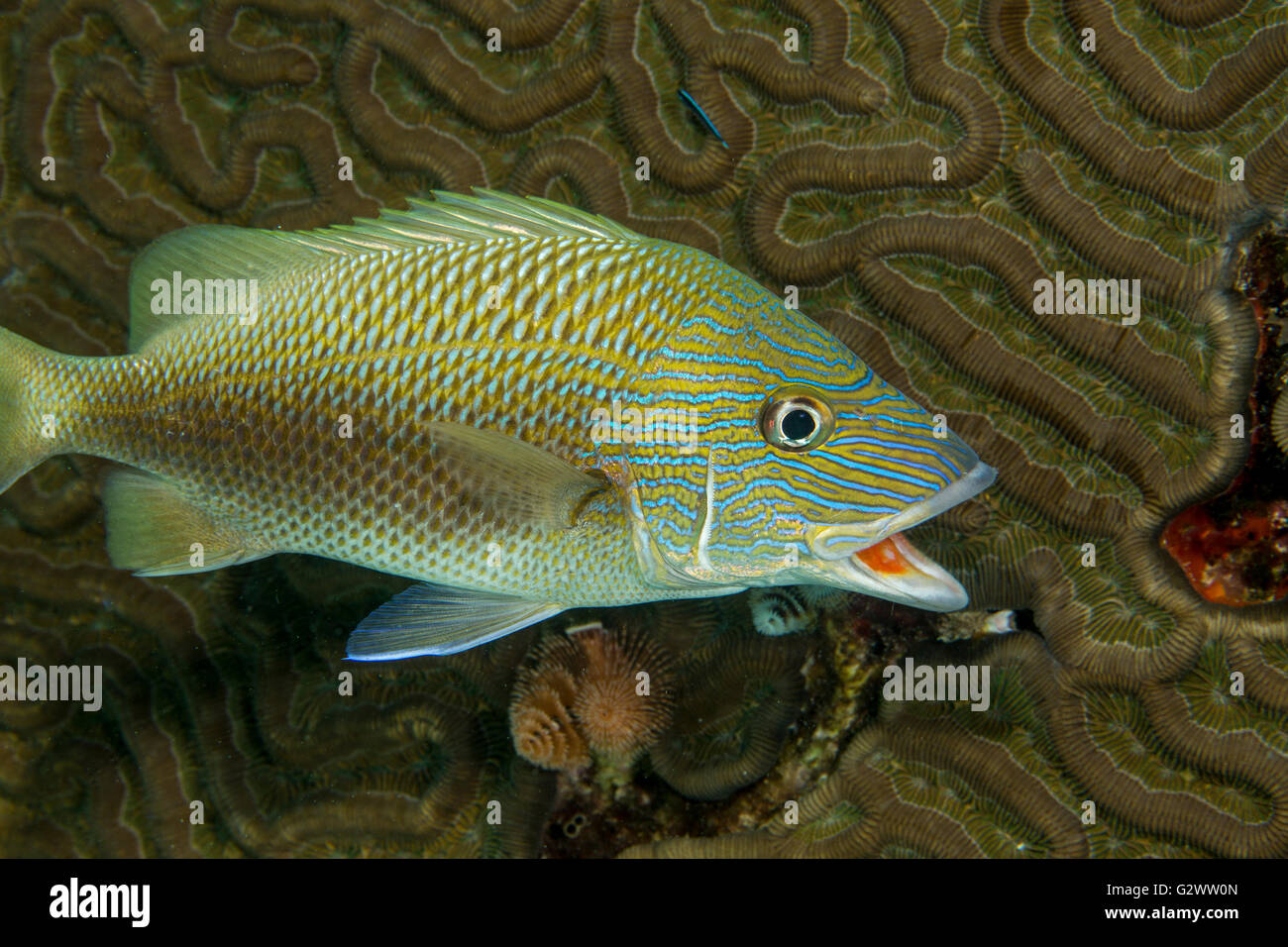 A White grunt hovers near a brain coral in hopes of being cleaned by a nearby Neon goby Stock Photo