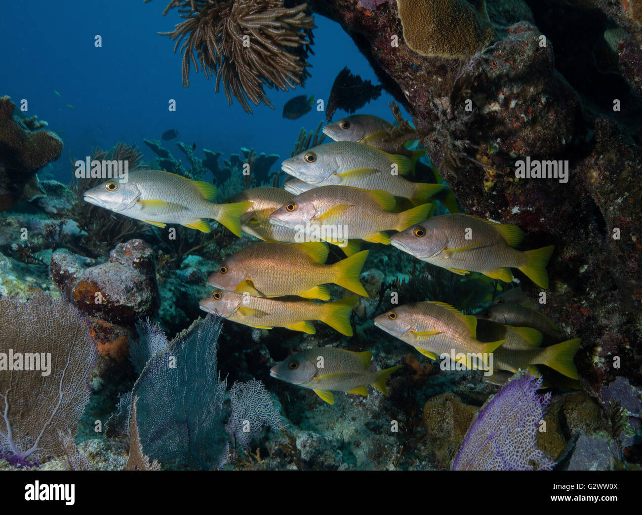 Schoolmaster snapper hover near a coral reef in Key Largo, Florida. Stock Photo