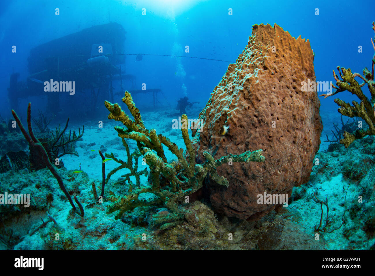 Mysteries of the undersea world are explored at the Aquarius Reef Base, seen in the background of this underwater scene. Stock Photo
