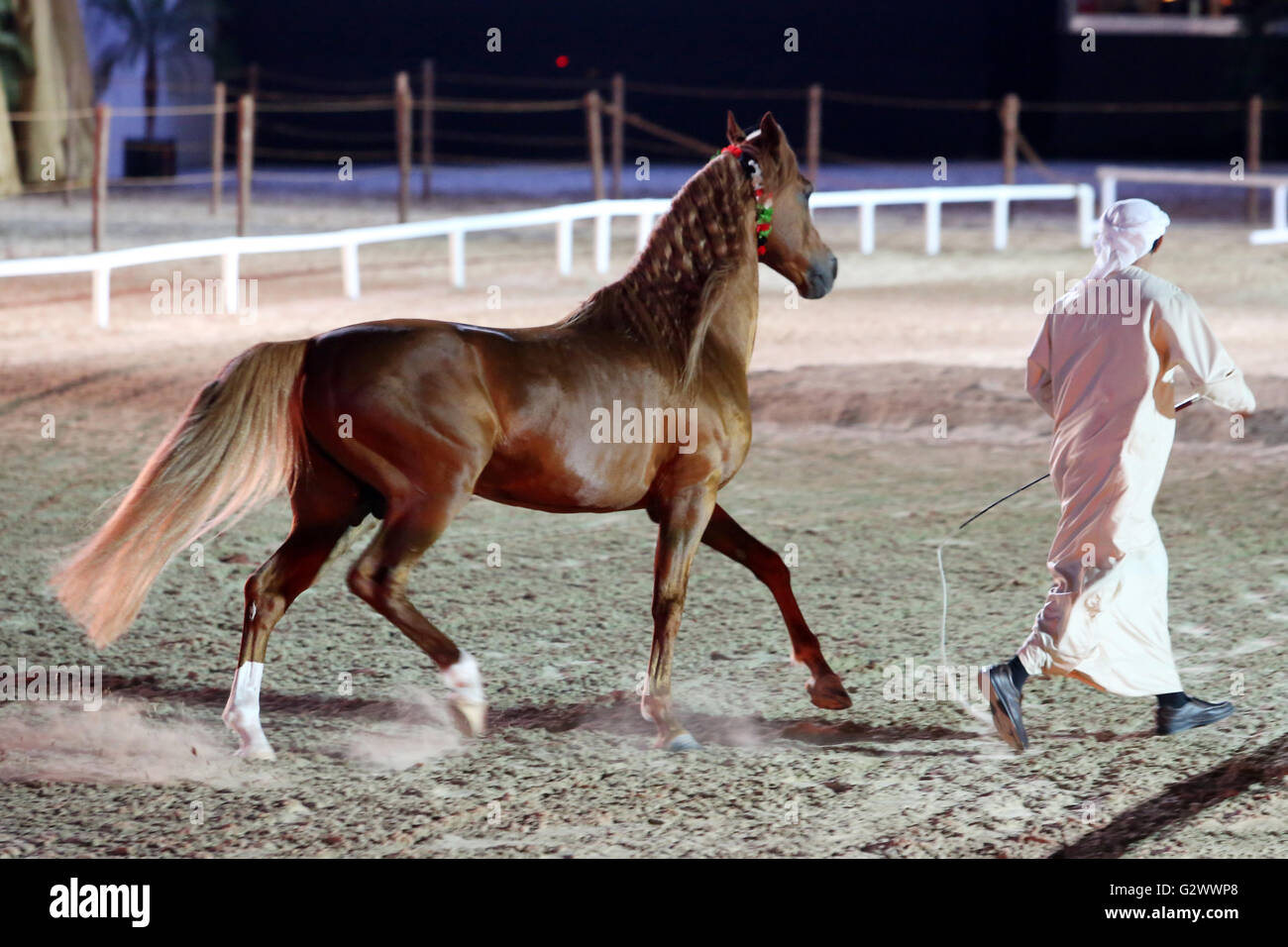 26.03.2015, Dubai , Dubai, United Arab Emirates - Free dressage, horse follows a man. 00S150326D162CAROEX.JPG - NOT for SALE in G E R M A N Y, A U S T R I A, S W I T Z E R L A N D [MODEL RELEASE: NO, PROPERTY RELEASE: NO, (c) caro photo agency / Sorge, http://www.caro-images.com, info@carofoto.pl - Any use of this picture is subject to royalty!] Stock Photo