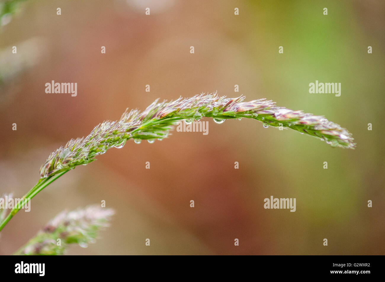 A cluster of purpletinged Common Velvet Grass (Holcus lanatus) seeds