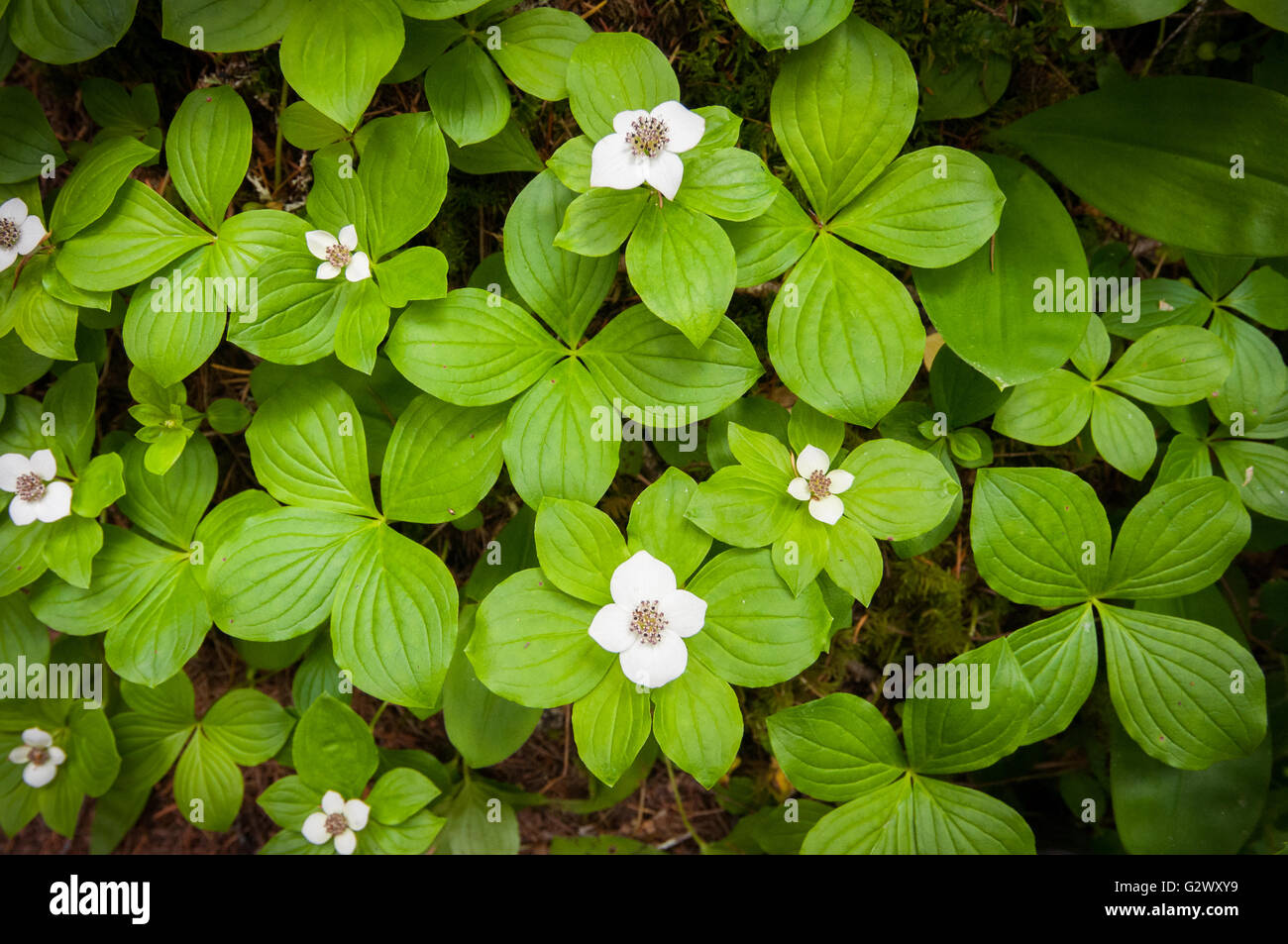 A cluster of Bunchberry (Cornus canadensis) at the base of a fir tree. Washington, United States. Stock Photo